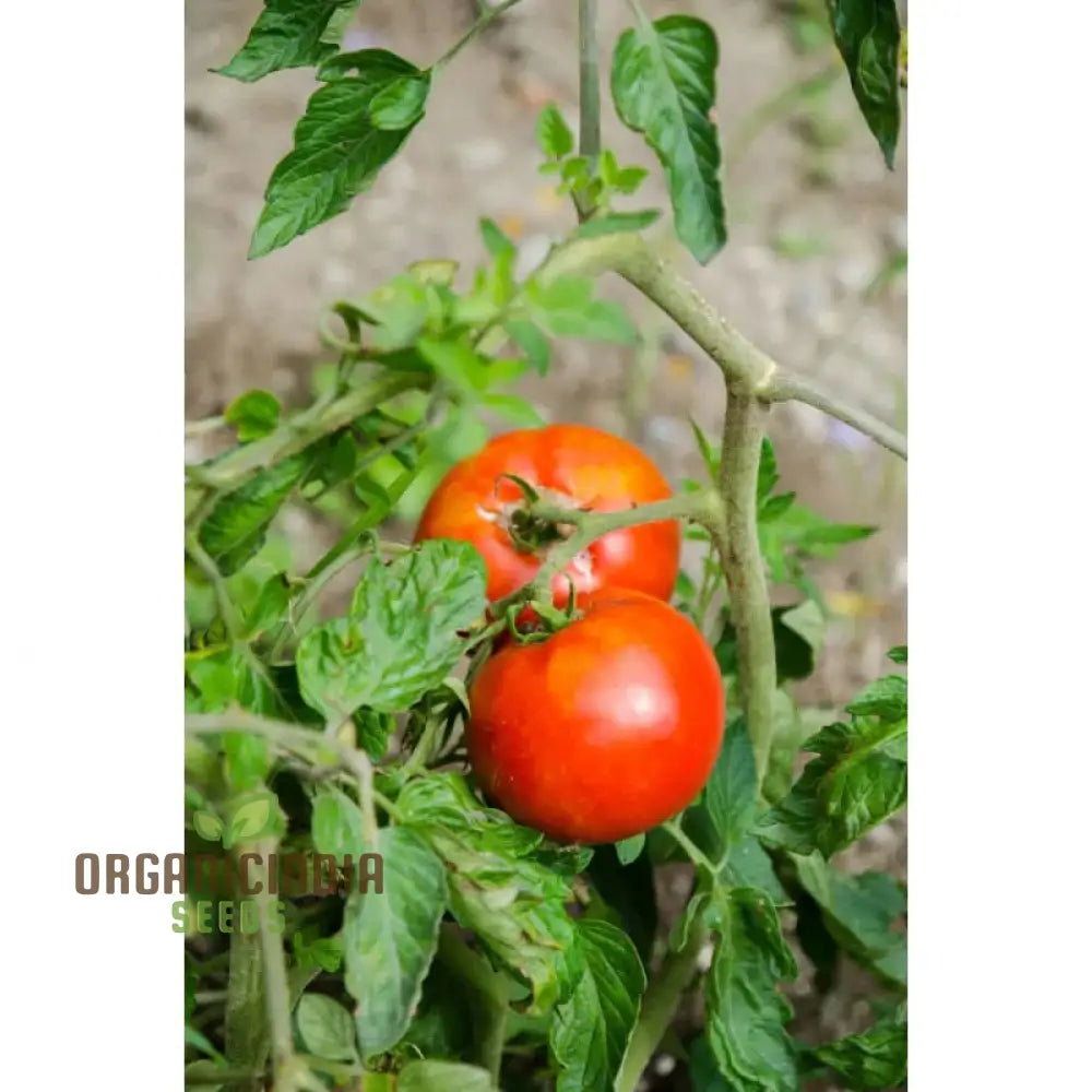 Rutgers Tomato Vegetable Seeds Growing Juicy And Flavorful Harvests With Expert Planting Gardening