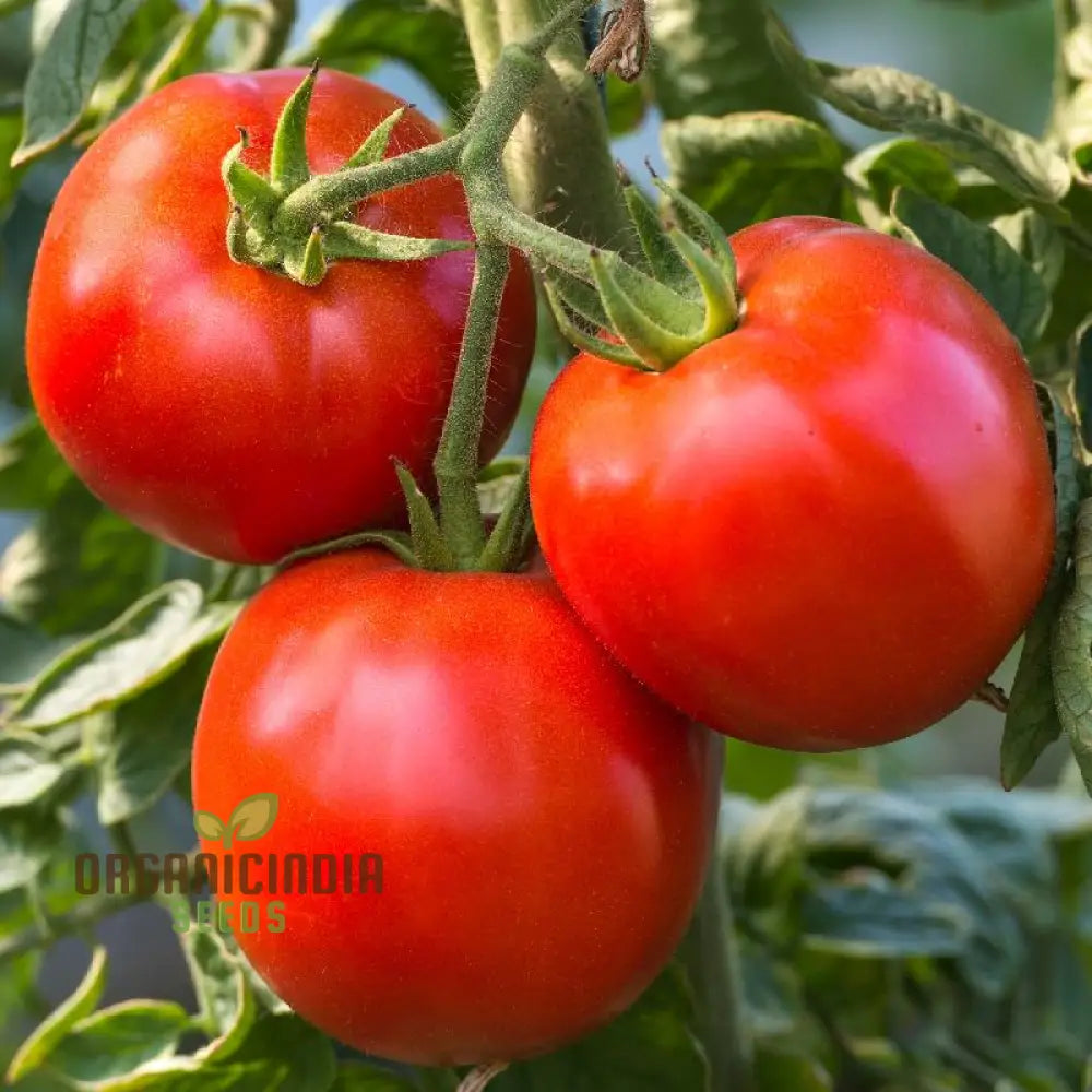 Rutgers Tomato Vegetable Seeds Growing Juicy And Flavorful Harvests With Expert Planting Gardening