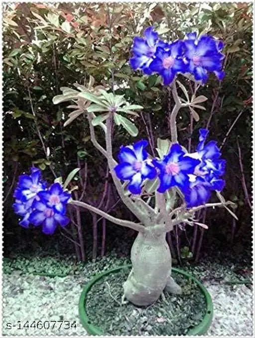 Blue White Desert Rose Adenium Seeds for Planting - 100 pcs - Flower seeds