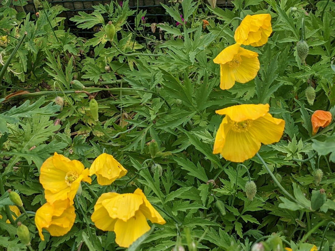 Welsh Poppy Flower Seeds For Planting: Premium Varieties for Your Flourishing Garden