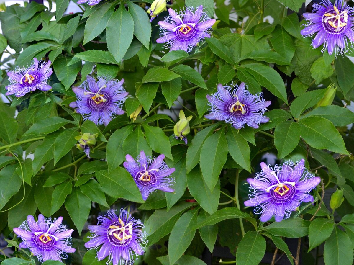 Passiflora Incarnata Seeds - Purple Passion Flower/Maypop, Fast-Growing Perennial Vine, Winter Hardy - 200 Pcs