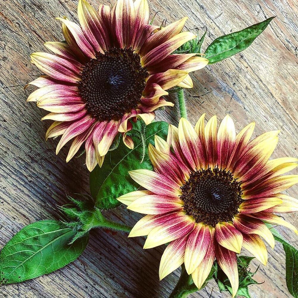 Strawberry Blonde Sunflower Seeds – Unique Rose-Tinted Blooms for Gardens