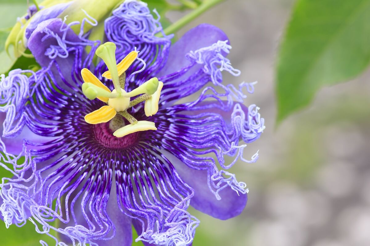 Passiflora Incarnata Seeds - Purple Passion Flower/Maypop, Fast-Growing Perennial Vine, Winter Hardy - 200 Pcs