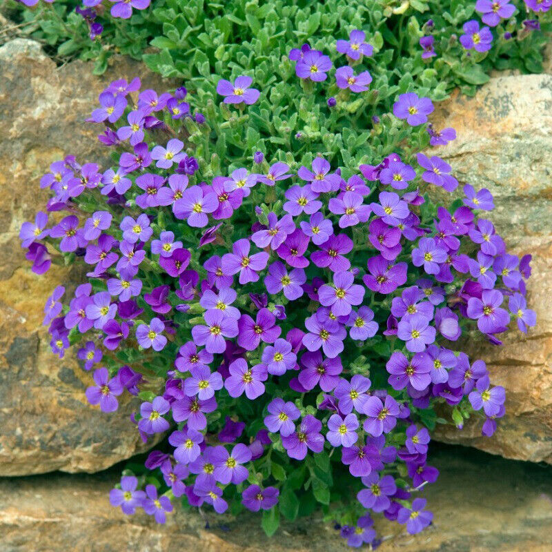 Rainbow Creeping Thyme Blue Rock Cress - Perennial Ground Cover Flower for Home Garden, 200 Pcs (12 Colors)