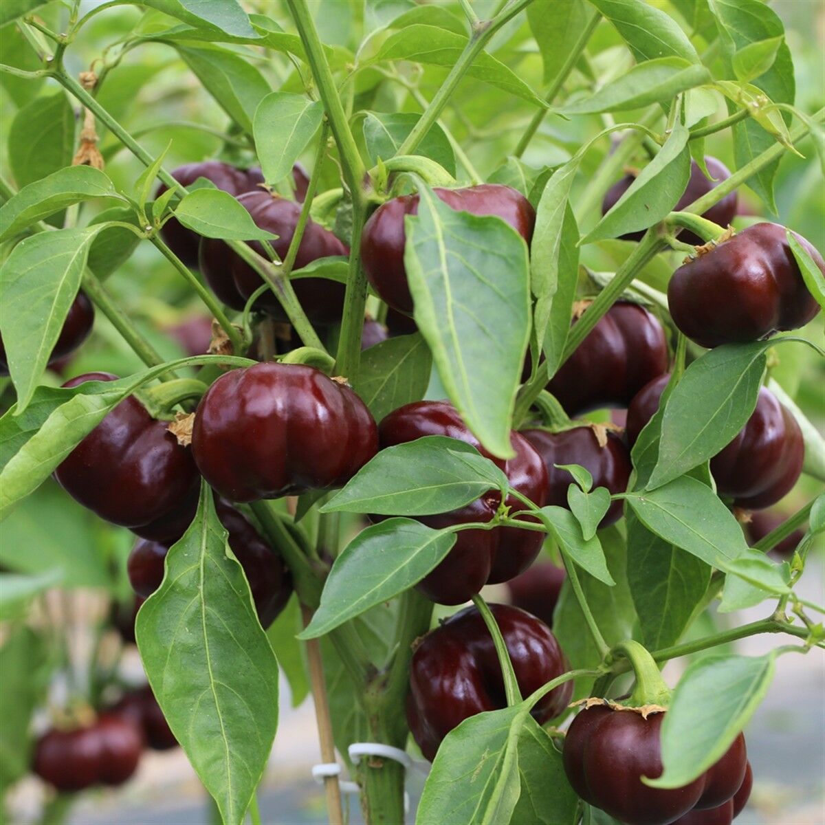 Mini Sweet Pepper Sweetonia Chocolate Vegetable Seeds, Compact Growth Perfect for Containers and Small Gardens