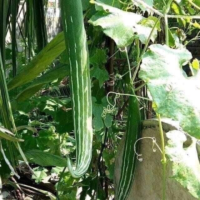 "BUAG NGU NAGA Snake Serpent Gourd Seeds for Planting - 100 pcs" - Vegetable Seeds