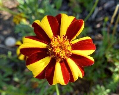 Yellow with Red Stripes Marigold Seeds – Unique Bicolor Blooms for Gardens