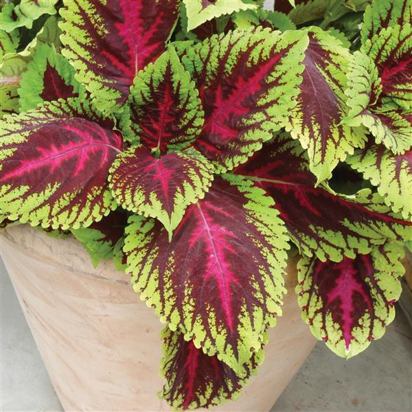 Black Dragon Coleus Seeds – Beautiful Ecstatic Flower Seeds for Bonsai & Garden