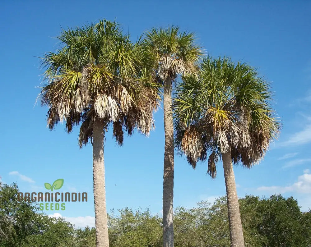 Sabal Palmetto Seeds For Gardening Enthusiasts | Premium Quality