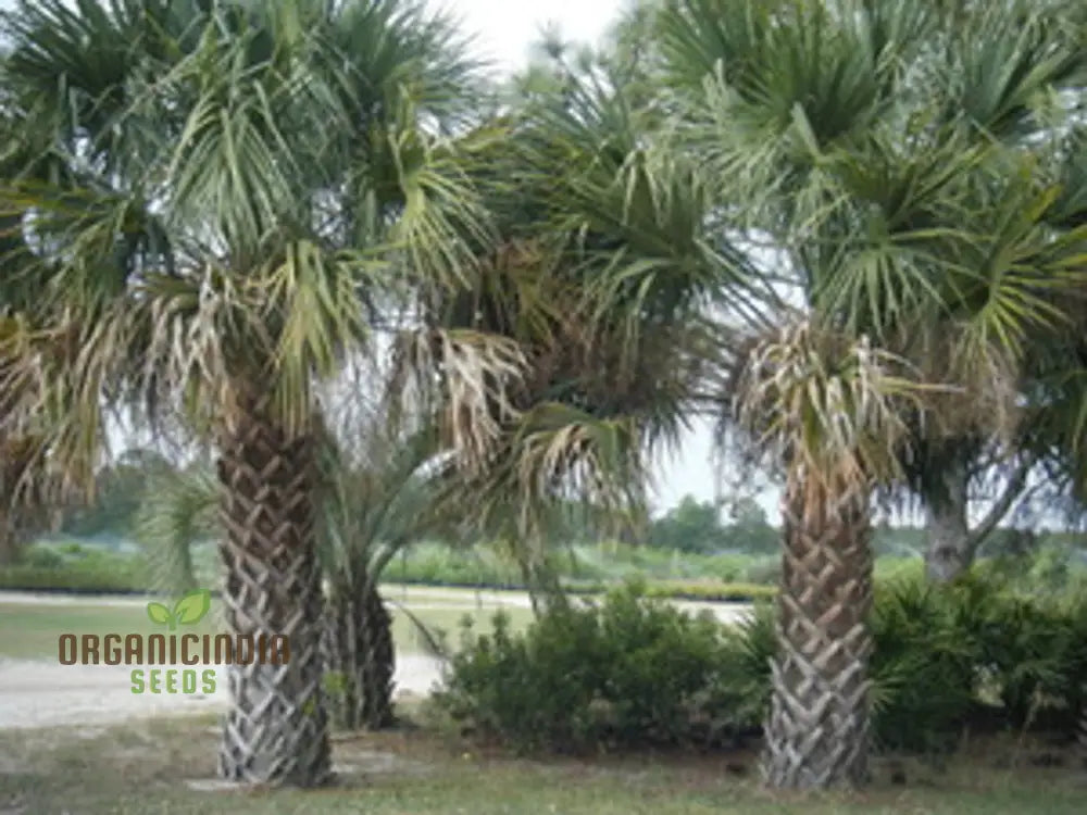 Sabal Palmetto Seeds For Gardening Enthusiasts | Premium Quality