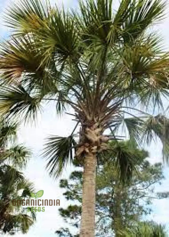 Sabal Palmetto Seeds For Gardening Enthusiasts | Premium Quality