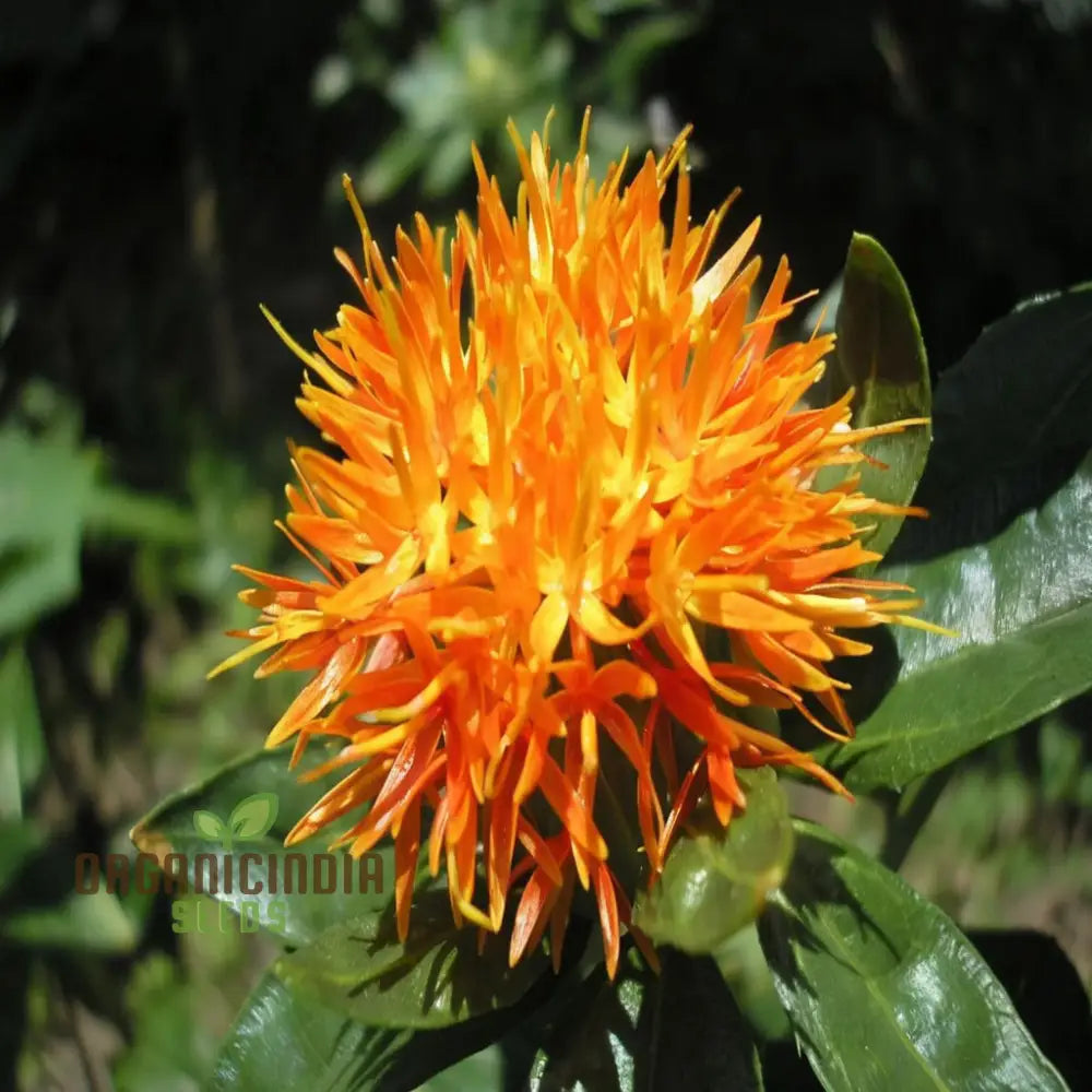 Safflower Flower Seeds - Vibrant Blooms For Colorful And Versatile Garden Displays