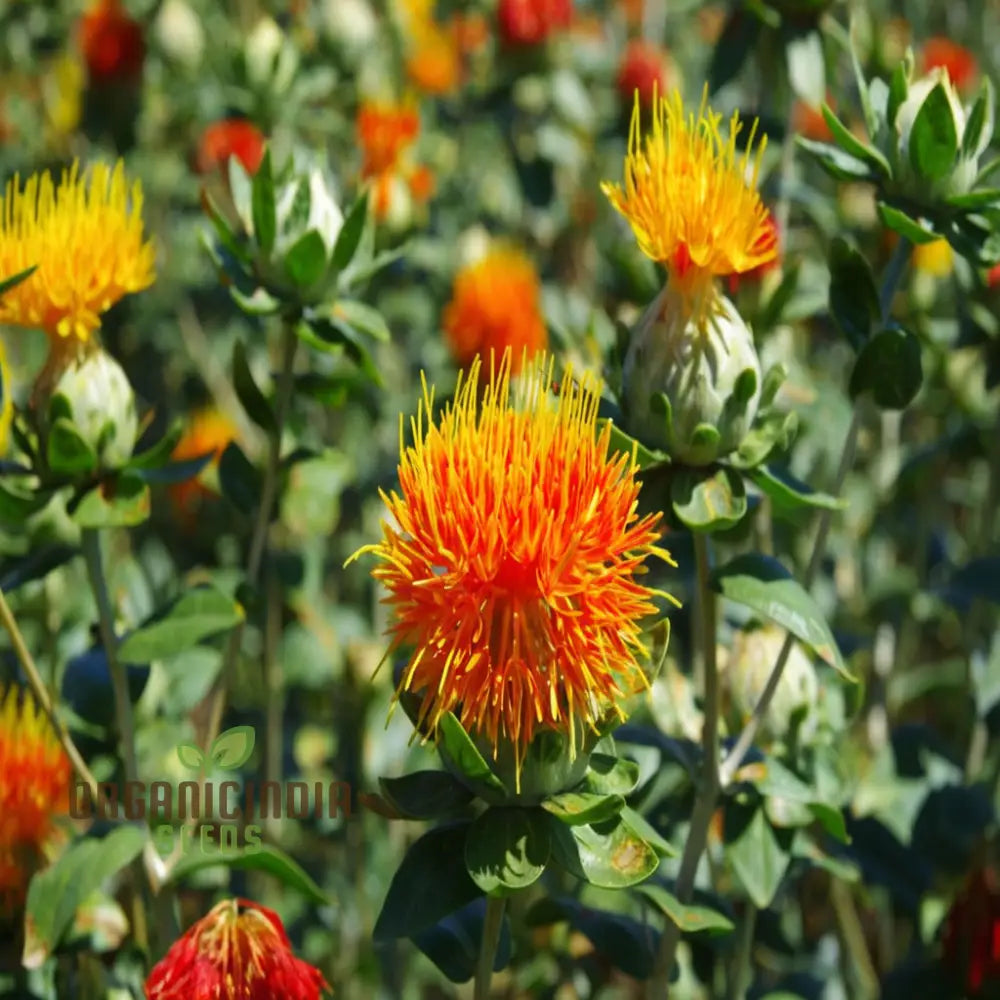 Safflower Flower Seeds - Vibrant Blooms For Colorful And Versatile Garden Displays