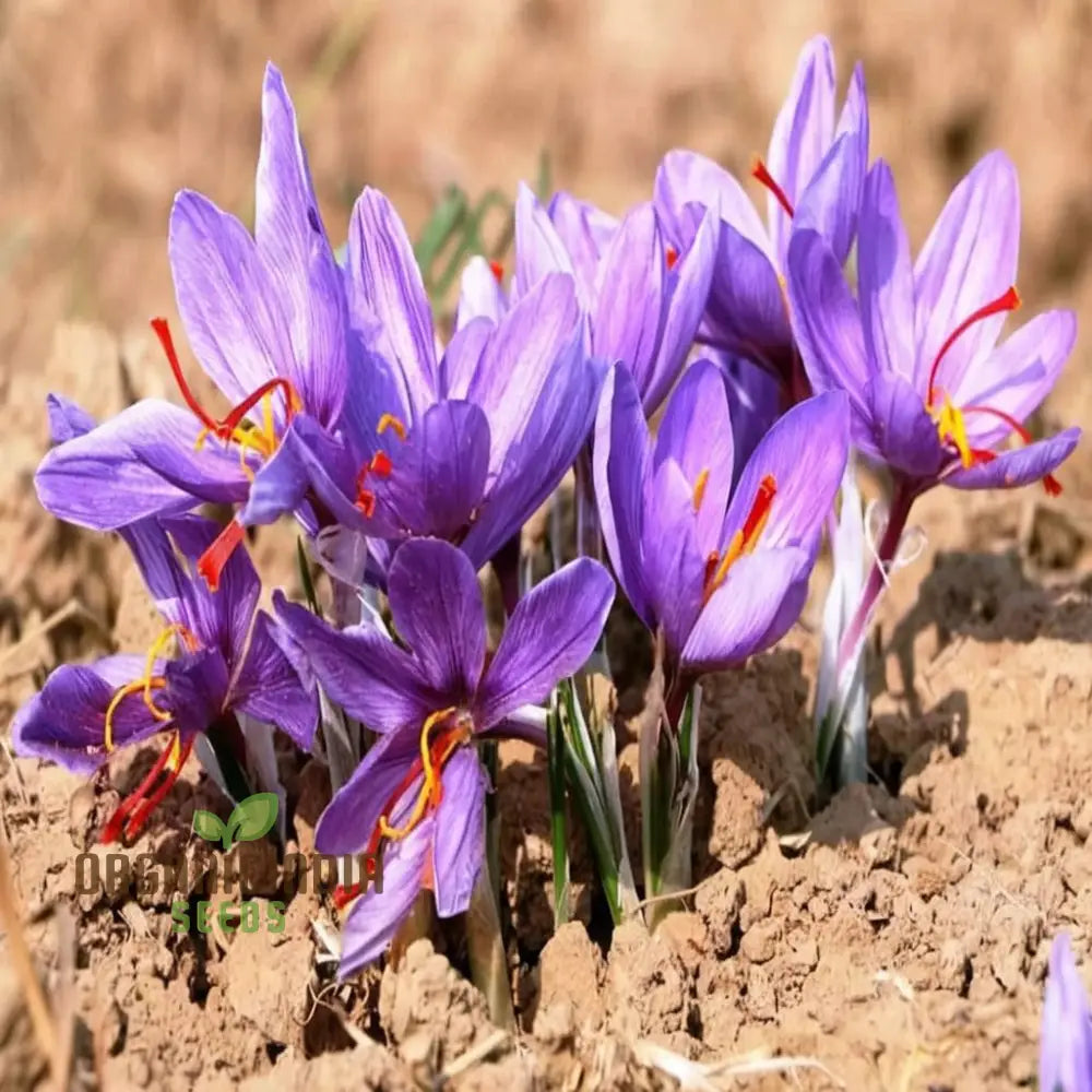 Saffron Bulbs Crocus Sativus Corms - (3 Bulbs For Planting)