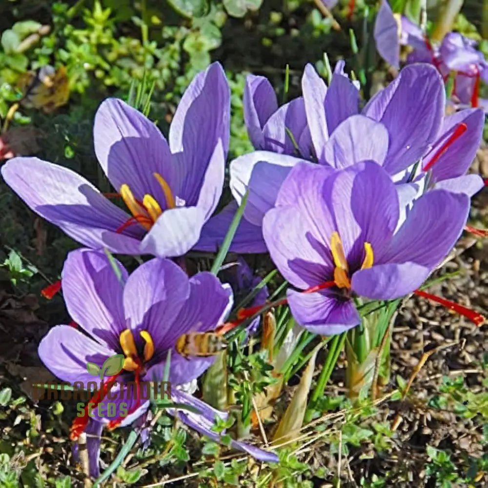 Saffron Bulbs Crocus Sativus Corms - (3 Bulbs For Planting)