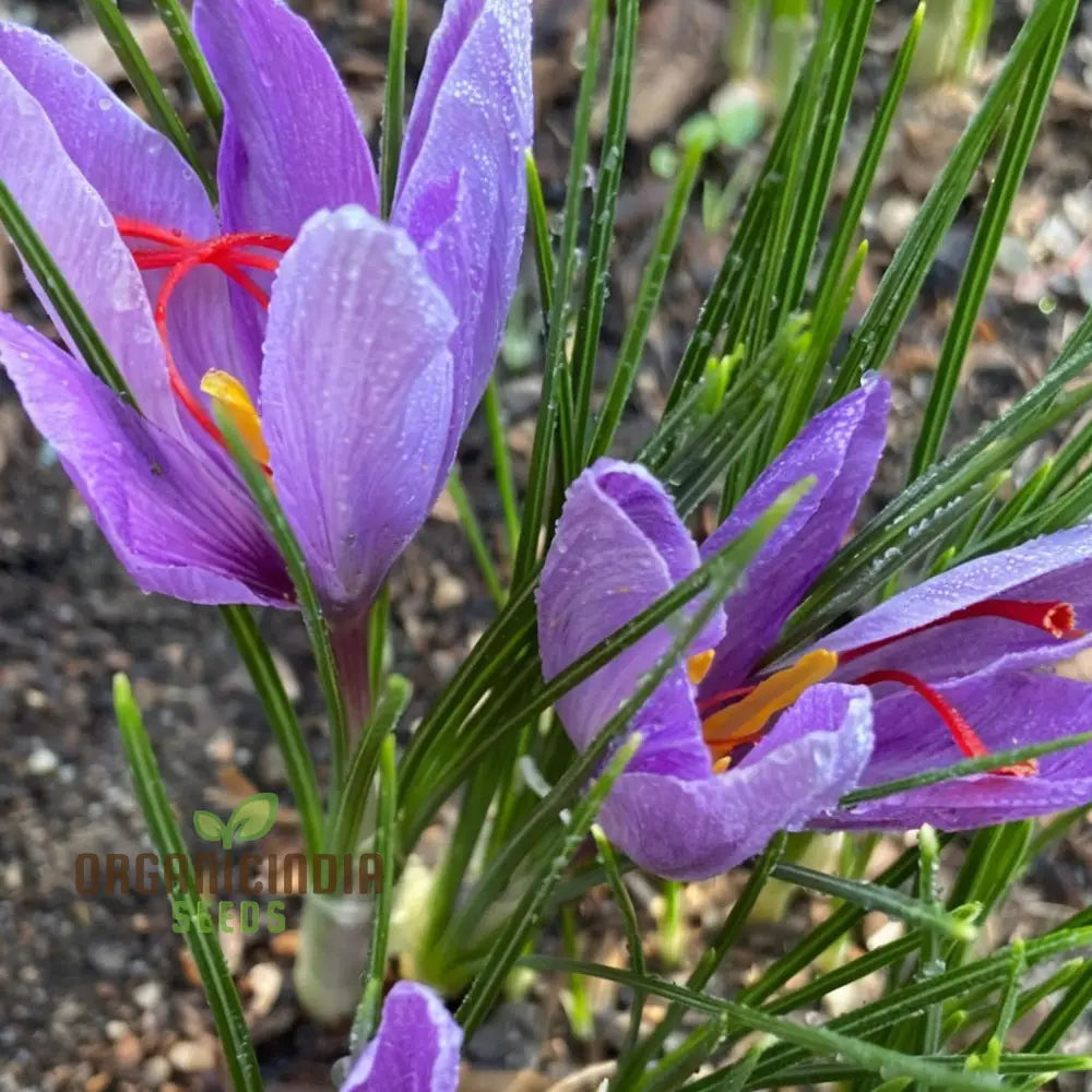 Saffron Bulbs Crocus Sativus Corms - (3 Bulbs For Planting)