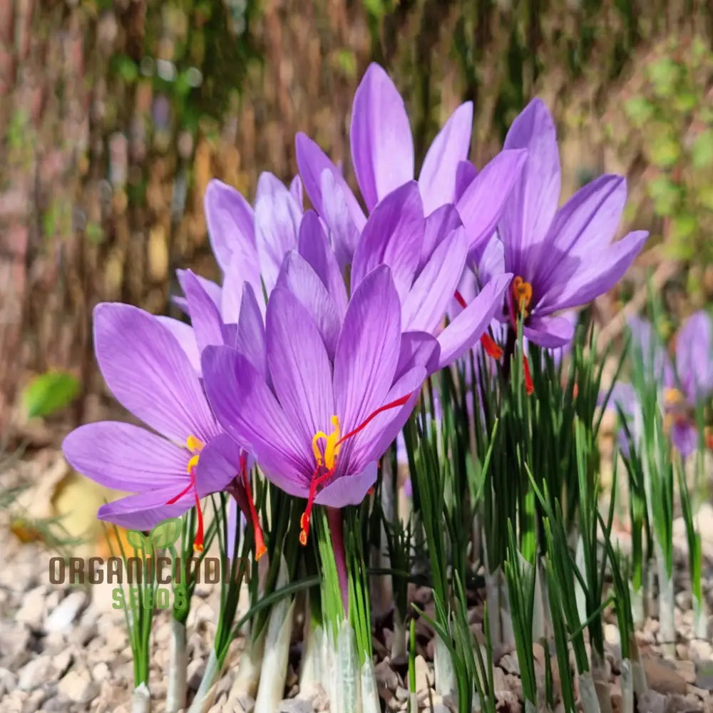 Saffron Bulbs Crocus Sativus Corms - (3 Bulbs For Planting)