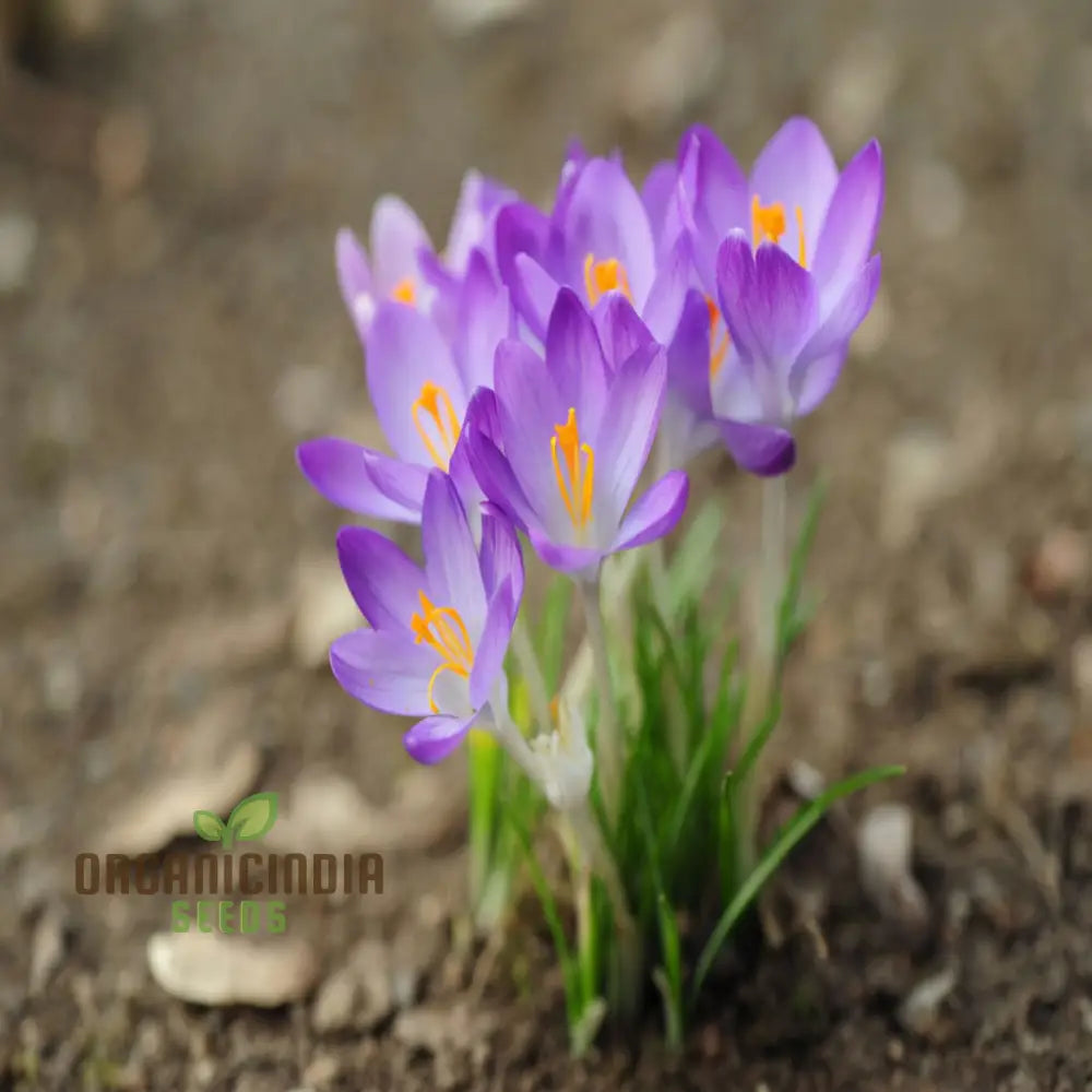 Saffron Flower Crocus Floresling Seeds – Elevate Your Gardening Experience With Exotic Blooms And