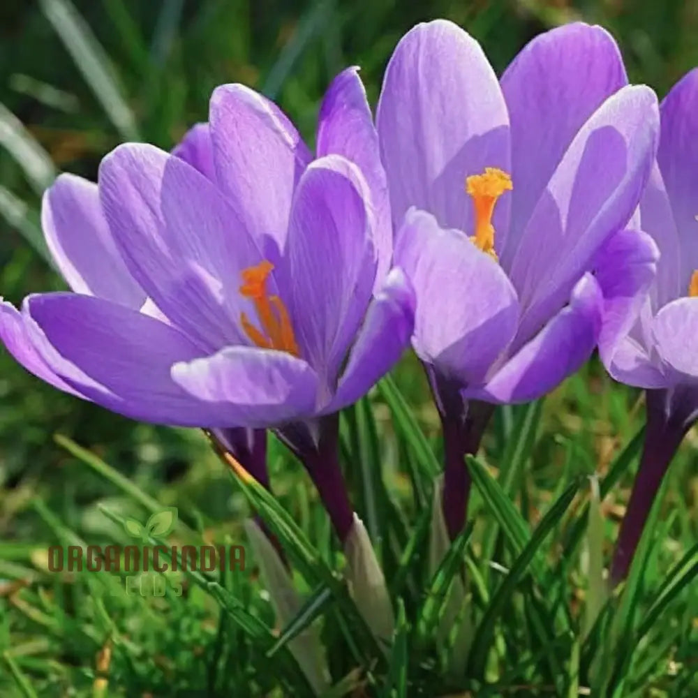 Saffron Flower Crocus Floresling Seeds – Elevate Your Gardening Experience With Exotic Blooms And