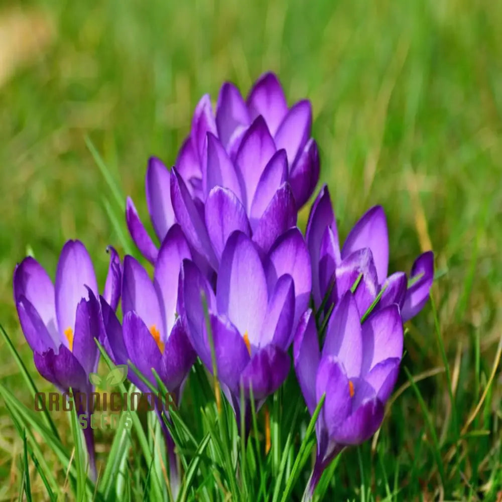 Saffron Flower Crocus Floresling Seeds – Elevate Your Gardening Experience With Exotic Blooms And