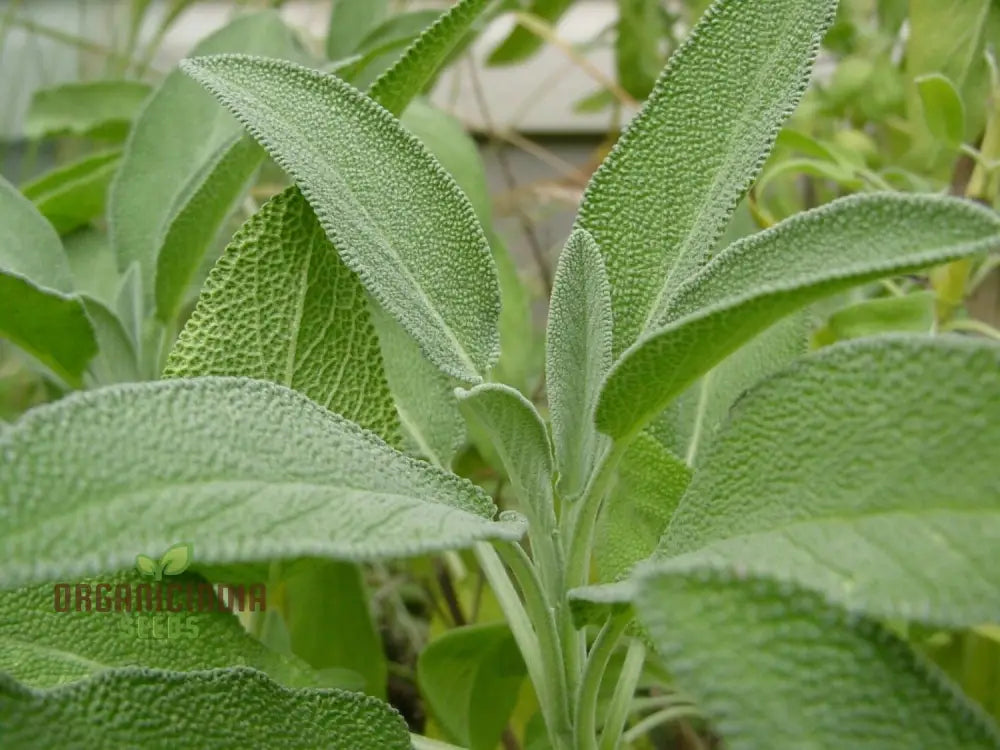 Sage Broadleaf Seeds - Premium Quality For Planting Success