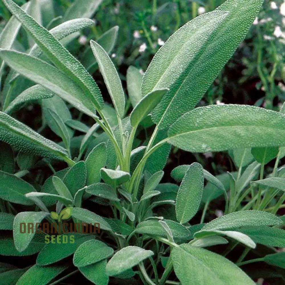 Sage Broadleaf Seeds - Premium Quality For Planting Success