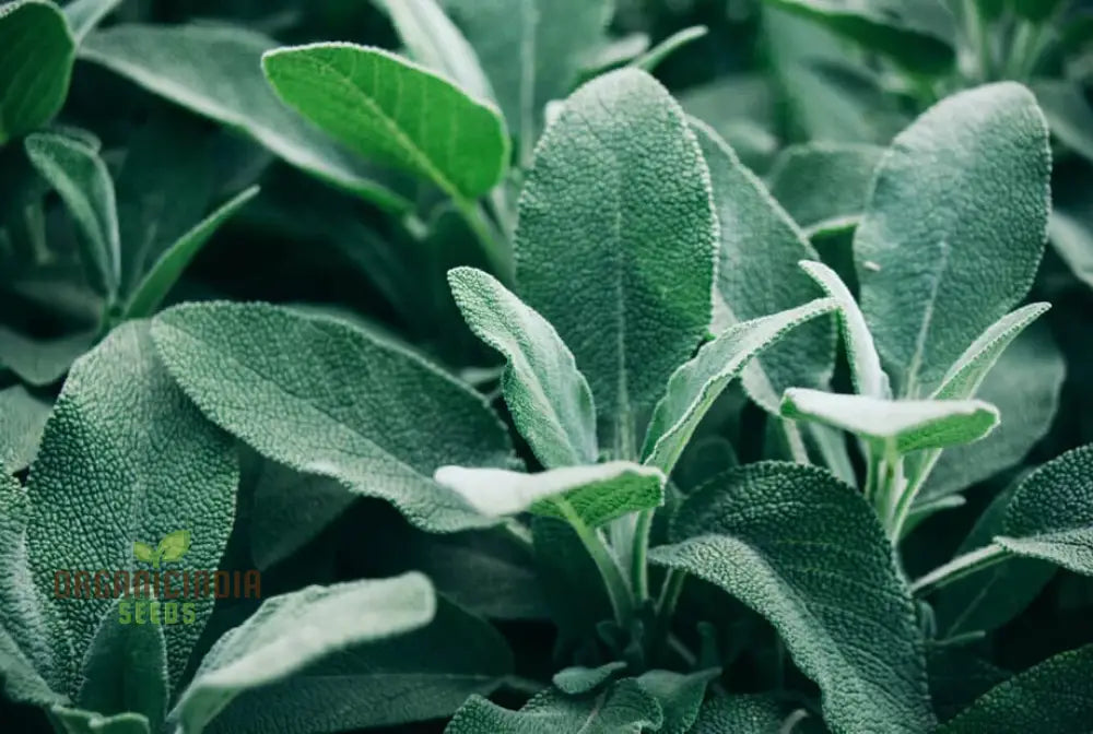 Sage Broadleaf Seeds - Premium Quality For Planting Success