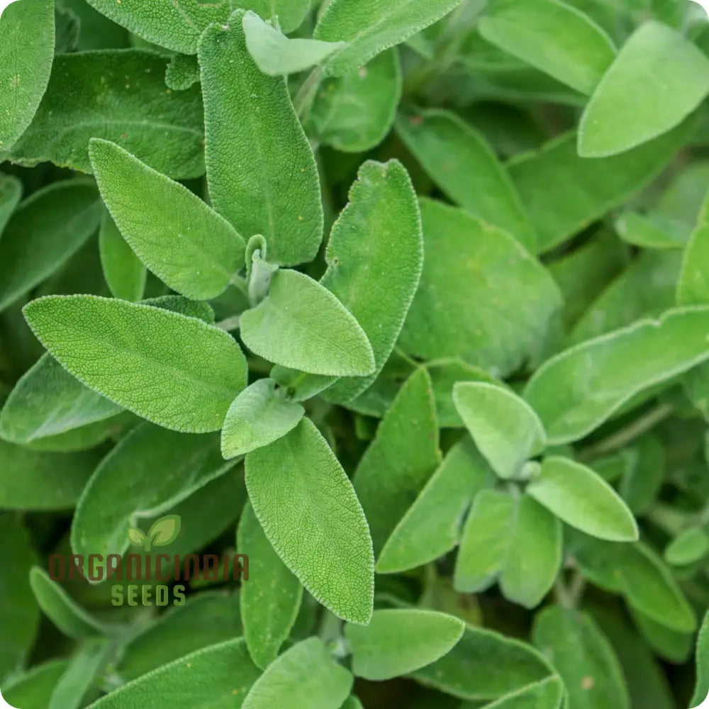 Sage Broadleaf Seeds - Premium Quality For Planting Success