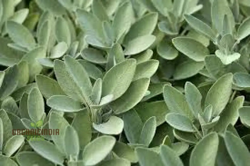 Sage Seeds For Planting High-Quality Levels â€“ Perfect Creating Stunning Gardens Herb