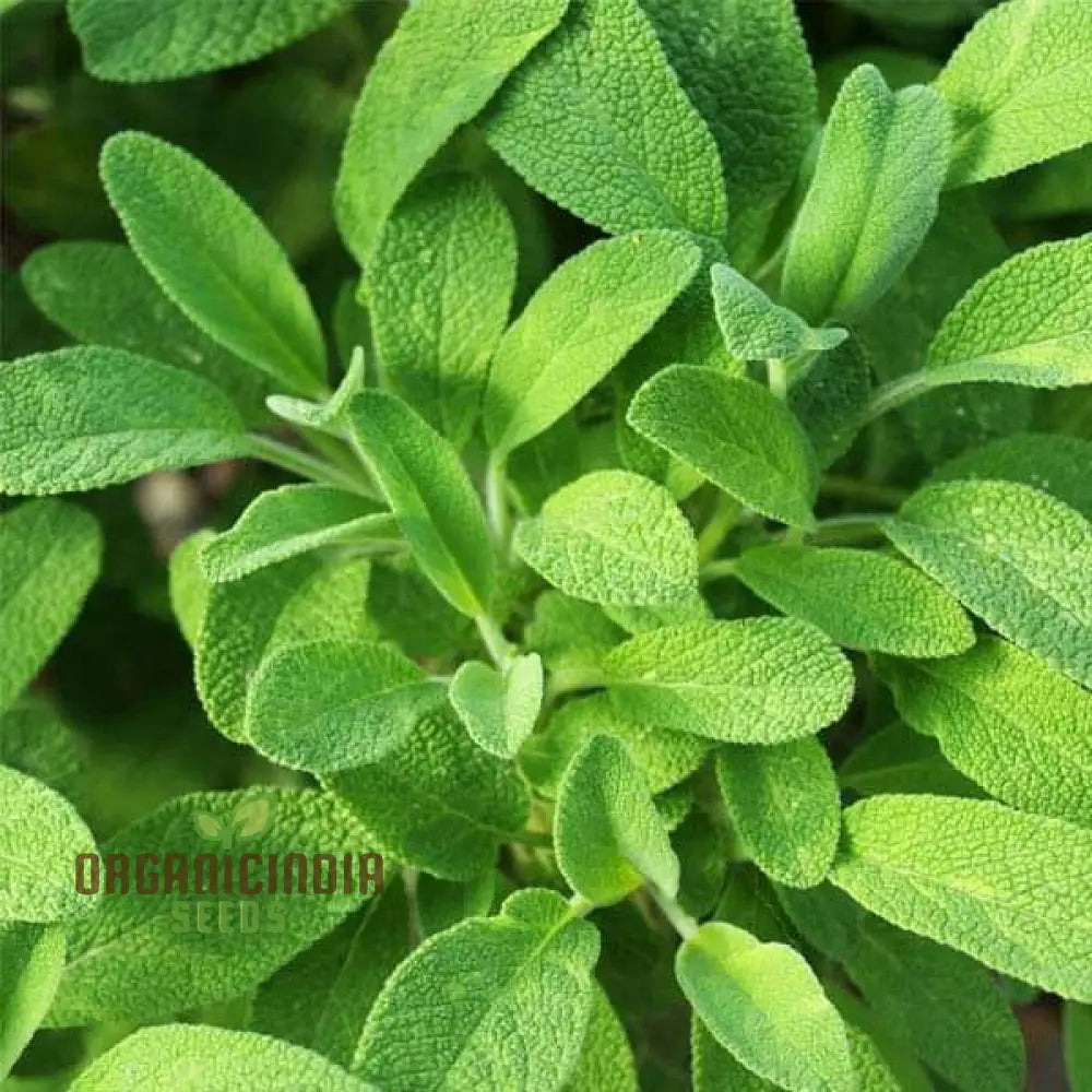 Sage Seeds For Planting High-Quality Levels â€“ Perfect Creating Stunning Gardens Herb