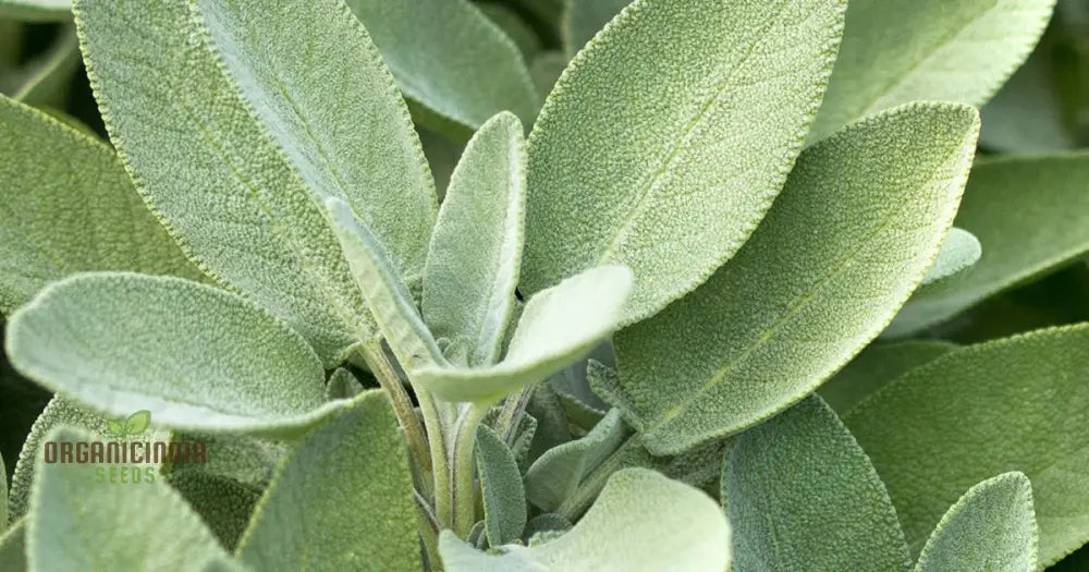 Sage Seeds For Planting High-Quality Levels â€“ Perfect Creating Stunning Gardens Herb