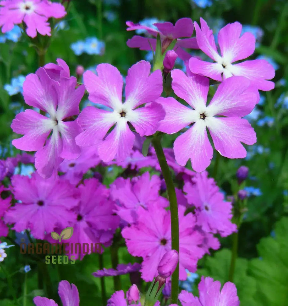 Sakurasou (Primula Sieboldii) Japanese Flower Seeds Premium Quality For Gardening Seeds