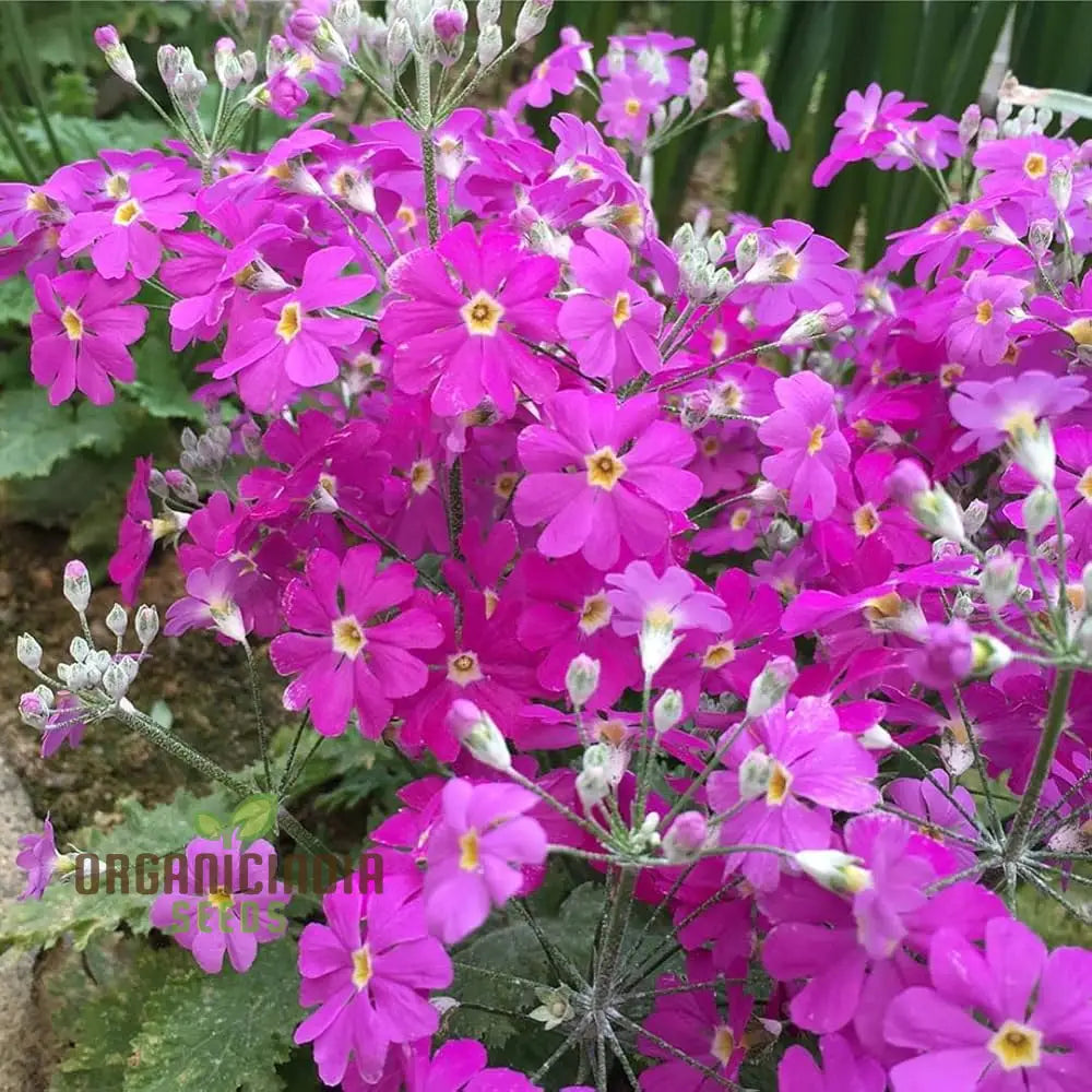 Sakurasou (Primula Sieboldii) Japanese Flower Seeds Premium Quality For Gardening Seeds