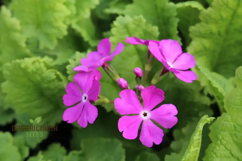 Sakurasou (Primula Sieboldii) Japanese Flower Seeds Premium Quality For Gardening Seeds