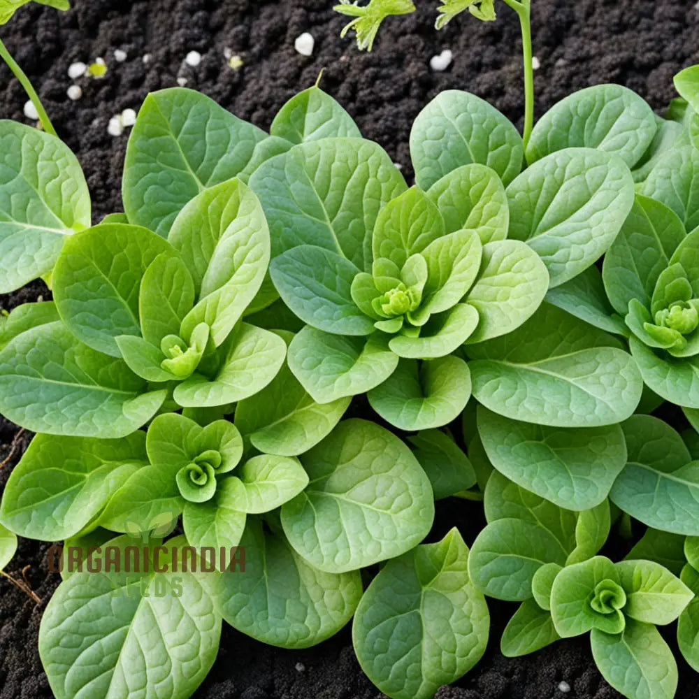 Salad Leafy Plant Seeds Corn For Planting Vegetable