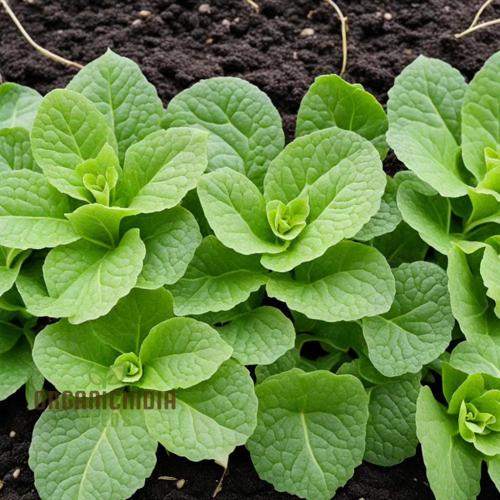 Salad Leafy Plant Seeds Corn For Planting Vegetable