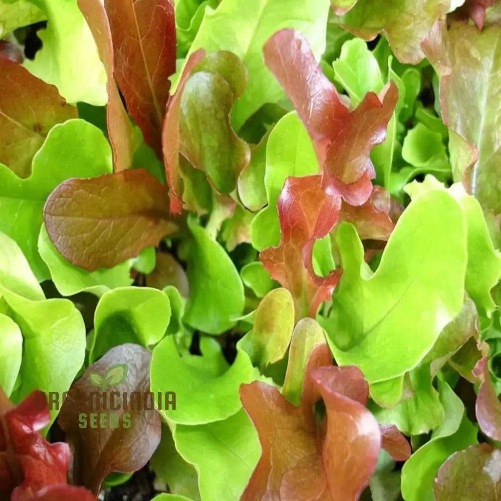 Salad Leaves Mesclun Mixed Seeds – Elevate Your Gardening With A Diverse And Nutritious Blend Of