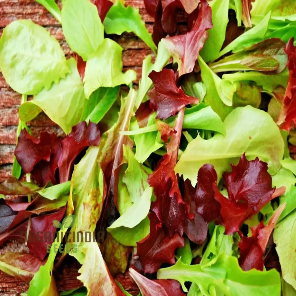 Salad Leaves Mesclun Mixed Seeds – Elevate Your Gardening With A Diverse And Nutritious Blend Of