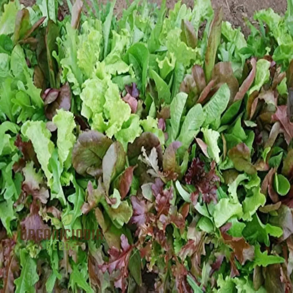 Salad Leaves Mesclun Mixed Seeds – Elevate Your Gardening With A Diverse And Nutritious Blend Of