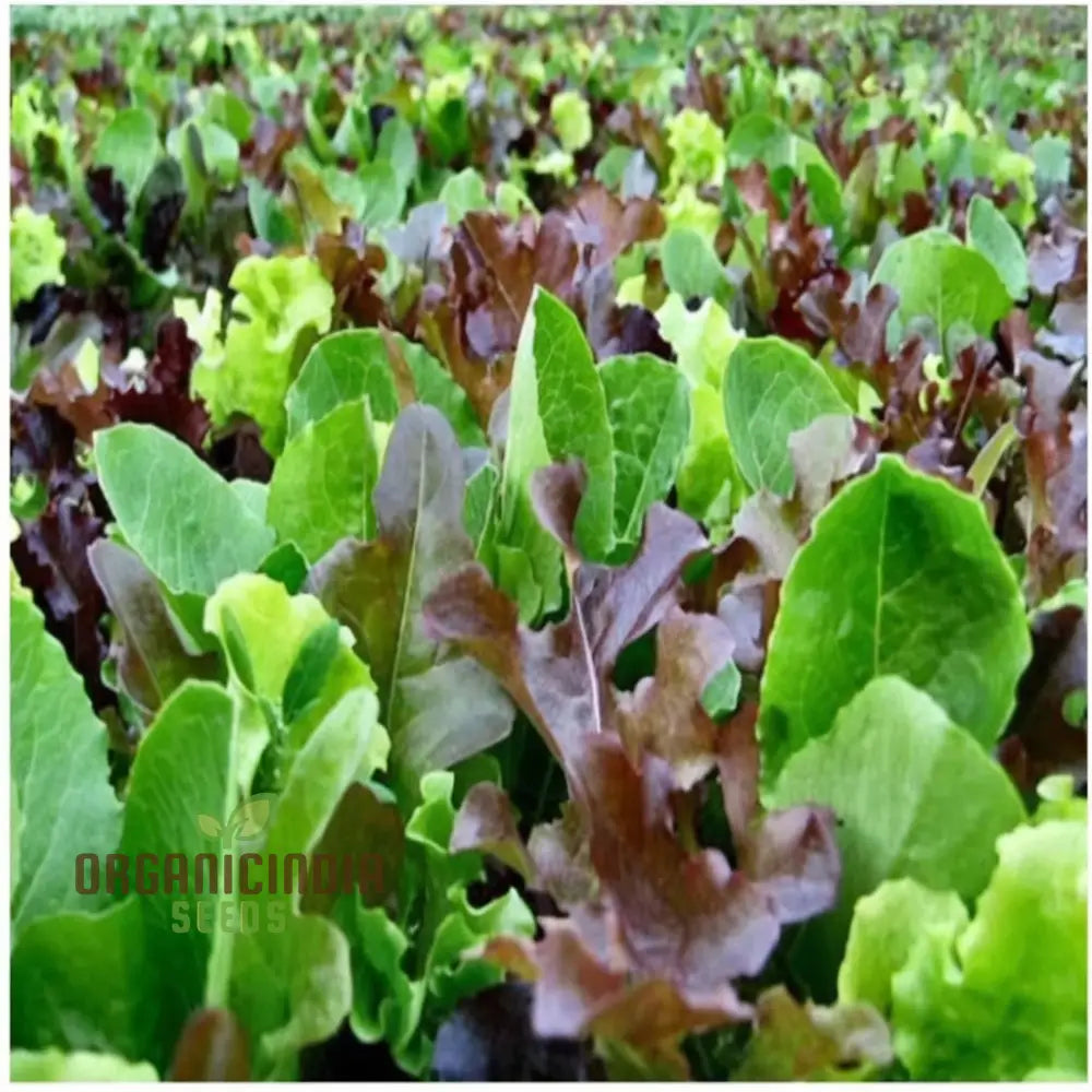 Salad Leaves Mesclun Mixed Seeds – Elevate Your Gardening With A Diverse And Nutritious Blend Of