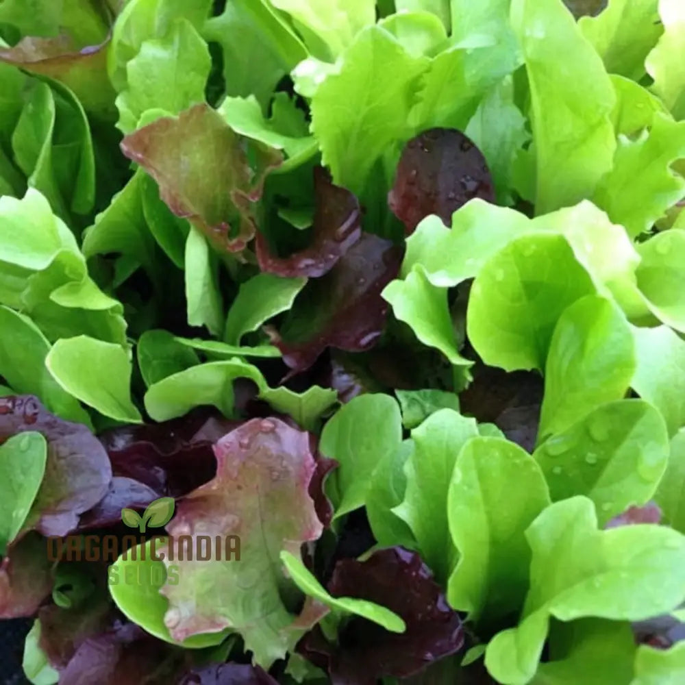 Salad Leaves Mesclun Mixed Seeds – Elevate Your Gardening With A Diverse And Nutritious Blend Of