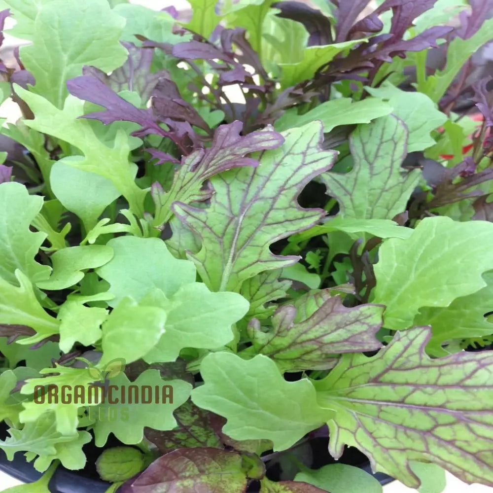 Salad Leaves Mustard Mix Seeds For A Diverse Array Of Fresh Flavorful Greens – Perfect Your