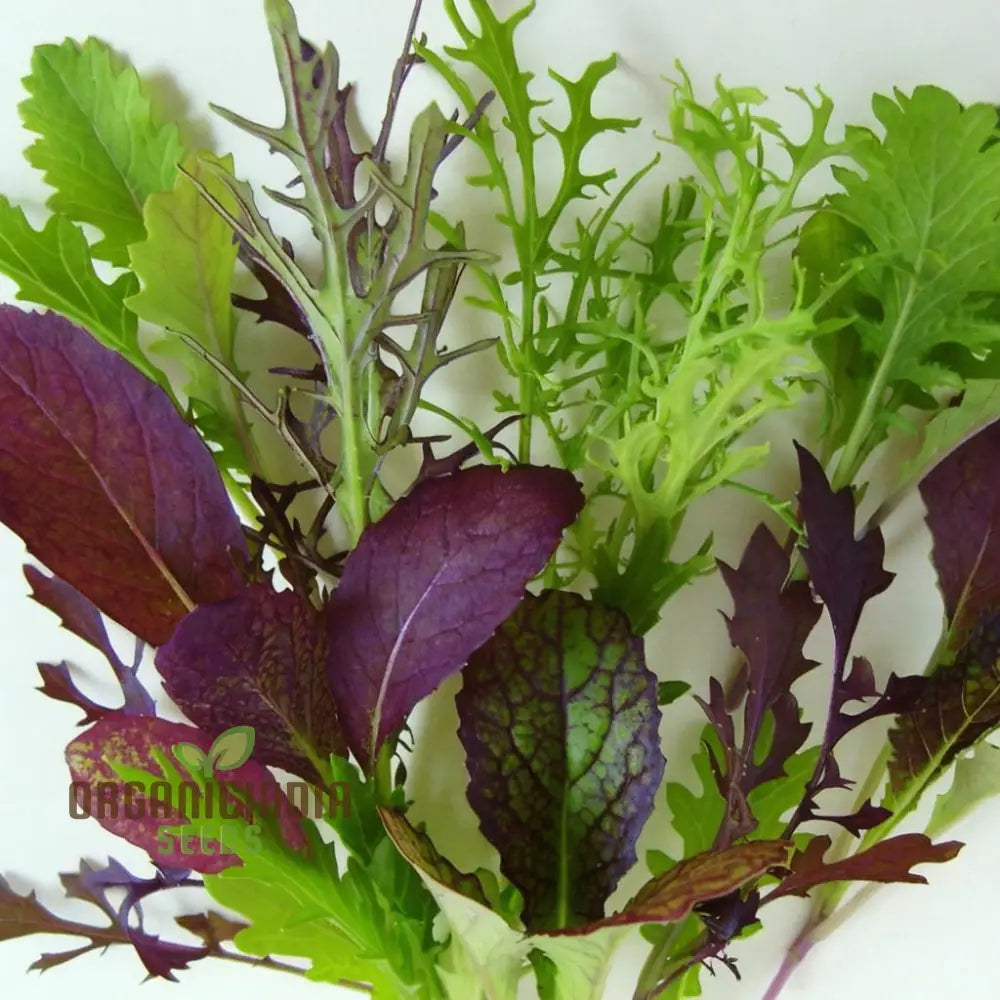 Salad Leaves Mustard Mix Seeds For A Diverse Array Of Fresh Flavorful Greens – Perfect Your