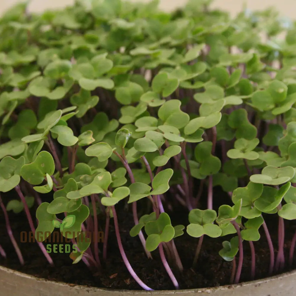 Salad Rape Sprouts Seeds Cultivate Nutrient-Packed At Home For Fresh And Healthy Additions