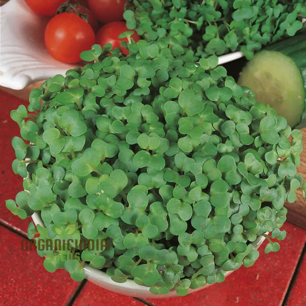 Salad Rape Sprouts Seeds Cultivate Nutrient-Packed At Home For Fresh And Healthy Additions