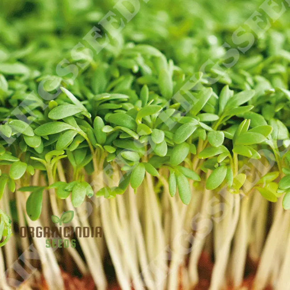 Salad Rape Sprouts Seeds Cultivate Nutrient-Packed At Home For Fresh And Healthy Additions