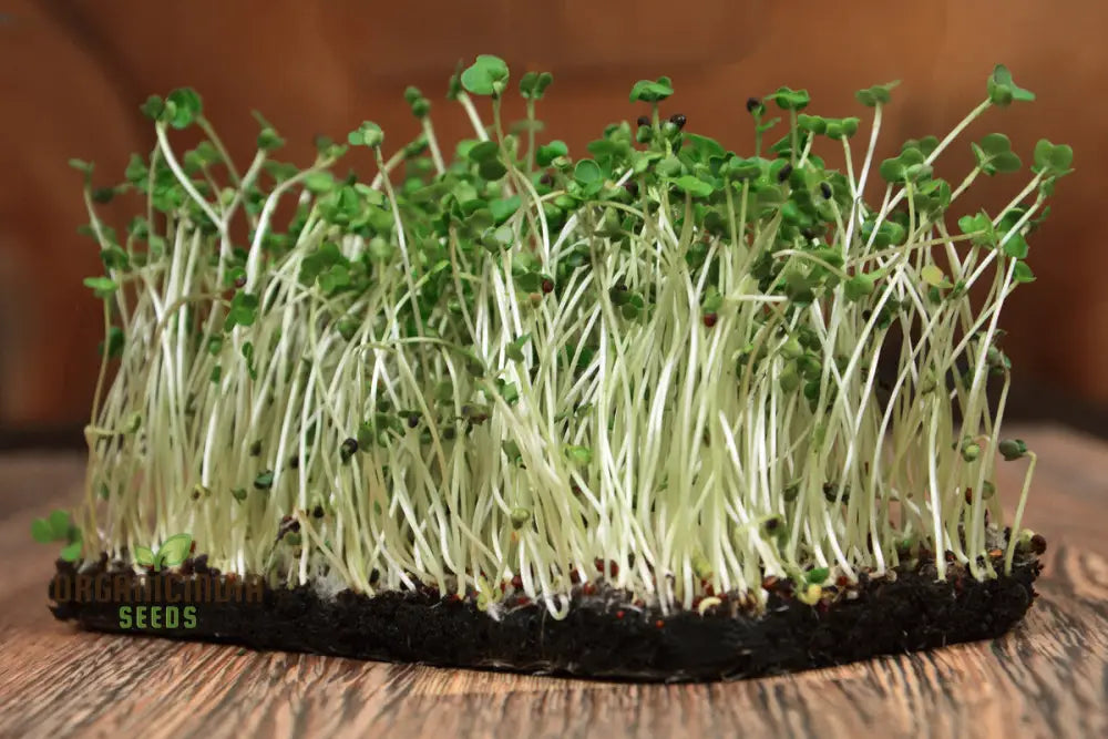 Salad Rape Sprouts Seeds Cultivate Nutrient-Packed At Home For Fresh And Healthy Additions