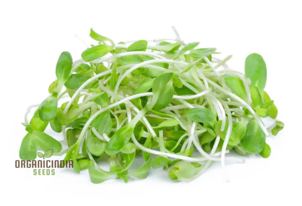 Salad Rape Sprouts Seeds Cultivate Nutrient-Packed At Home For Fresh And Healthy Additions