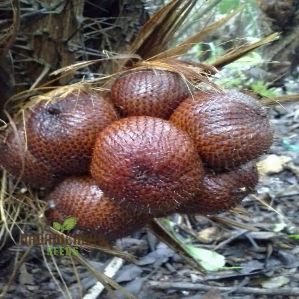 Salak Seed Snakeskin Fruit Seeds For Planting Grow Your Own Exotic Trees