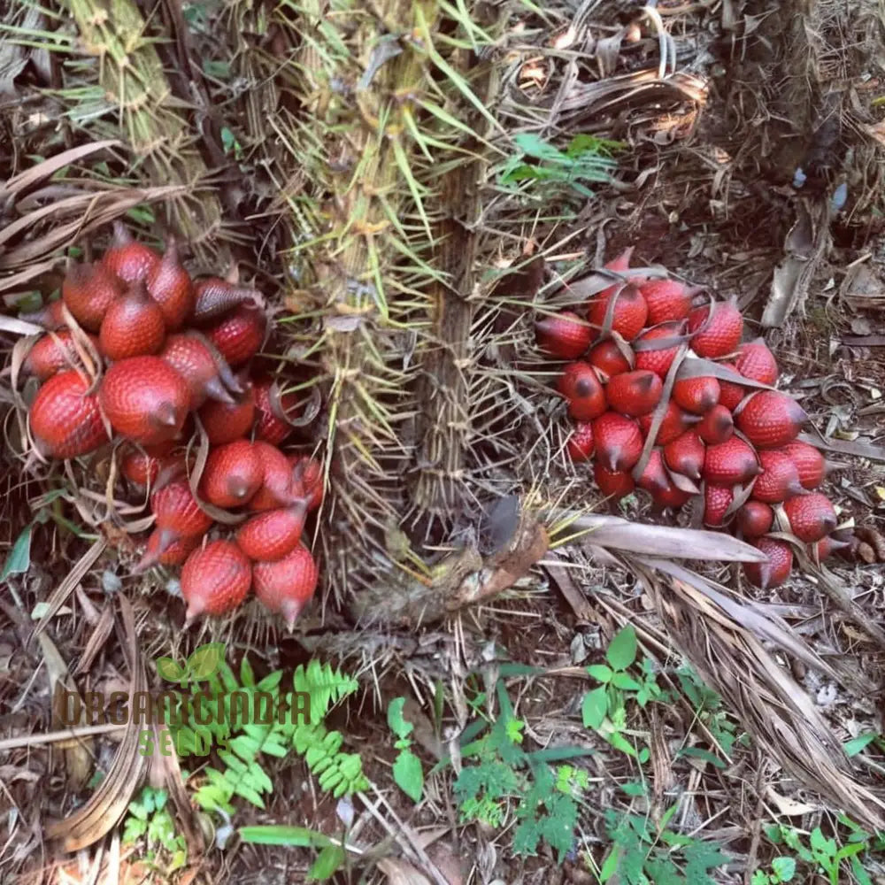 Salak Seed Snakeskin Fruit Seeds For Planting Grow Your Own Exotic Trees